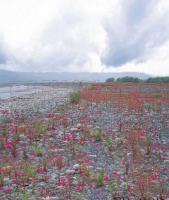 耐用防水PP數碼寫真背景 光學攝影器材的理想選擇
